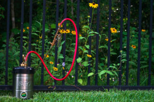 Hand pump sprayer in front of a gate with beautiful yellow flowers